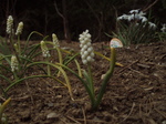 P1011279.JPG