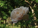 P1011573.JPG