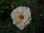 P1011574.JPG