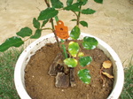 P1011577.JPG