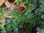 durantarose2.JPG