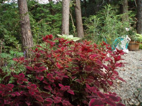 garden.JPG