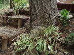 garden8.JPG