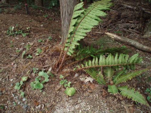 gardenfern2.JPG