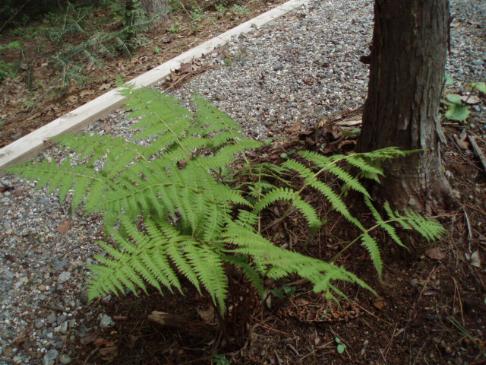 gardenfern3.JPG