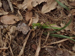 springorchid1.JPG