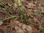 springorchid2.JPG