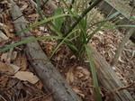 springorchid3.JPG